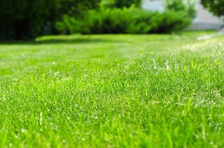 How To Get Green Grass