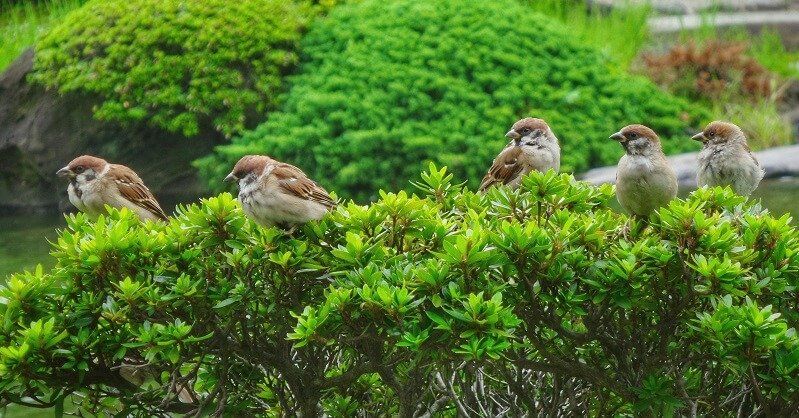 Plants To Attract Birds | Encourage Birds To Your Garden