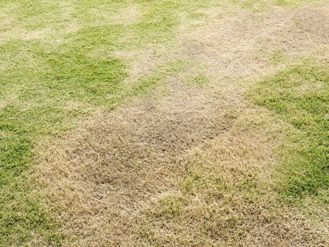 Tackling Lawn Thatch: Causes and Prevention