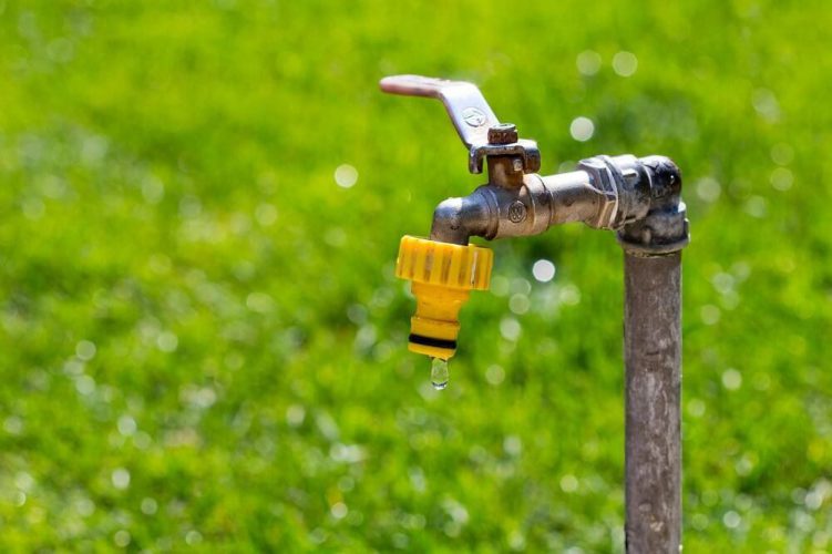 How to Save Water in Your Garden: 5 Top Tips