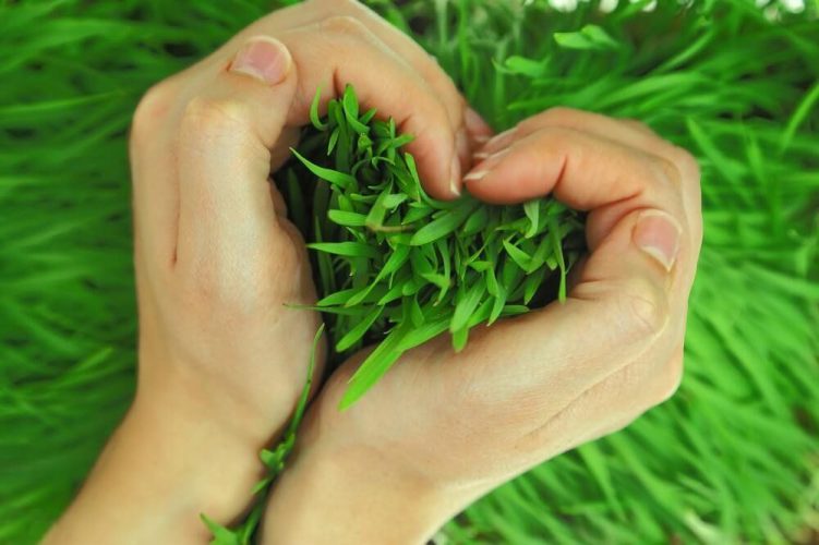 Help the Environment (Part 1): Keep Your Lawn Healthy