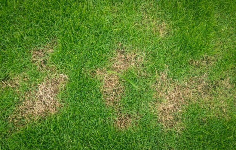 Fusarium Patch (Snow Mould)