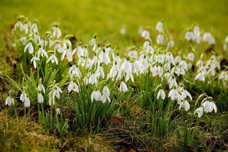 February Gardening Jobs