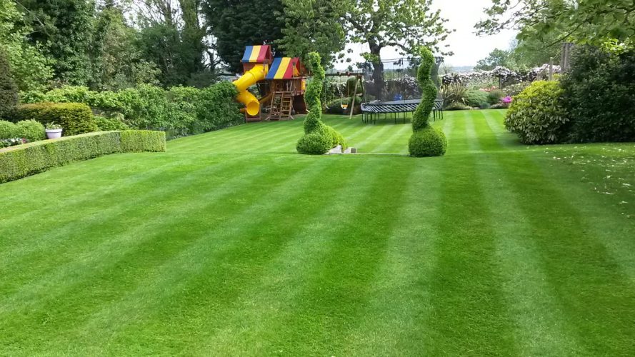 Here’s how to have a lawn the whole neighbourhood envies this summer