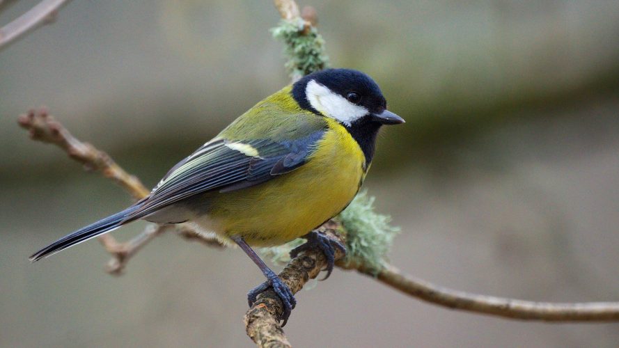 Spring Birdwatching In Your Garden | Birdwatching Guide
