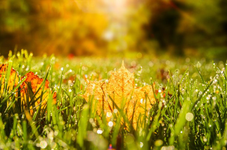 Autumn is here – and here’s why Greensleeves’ seasonal treatments can make a difference at this time of year 