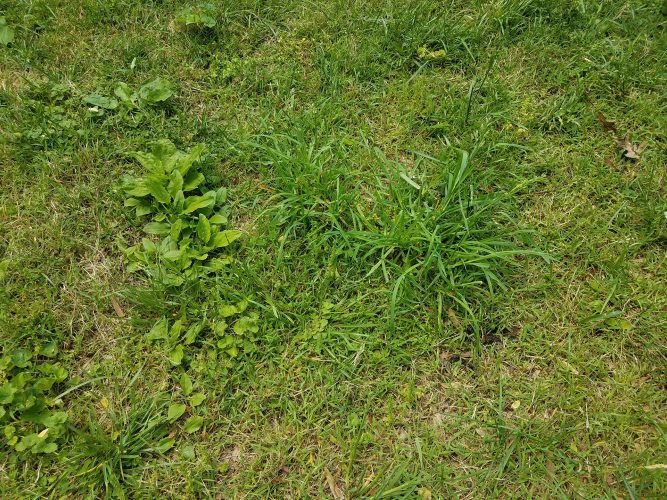 Weeds – spot them and stop them ruining your summer lawn