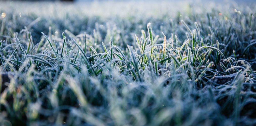 Winter lawn problems you need to watch out for