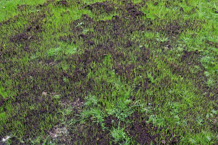 Chafer grubs love summer lawns – here’s how Greensleeves can help