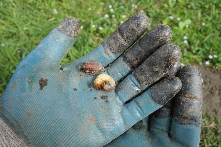 Guide To Chafer Grubs