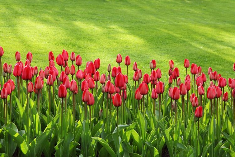 Guide To Spring Bulbs (That Need Planting Now!)