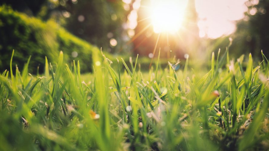 Your lawn care checklist – make 2023 the best year yet!