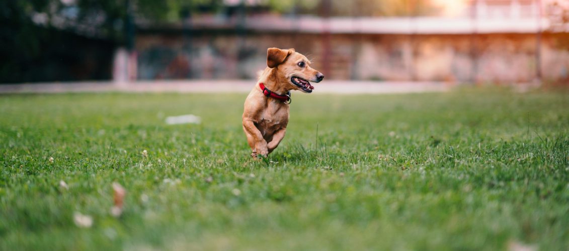 April is National Pet Month – What does that mean for your lawn?