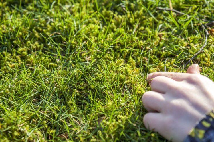 What Causes Moss In Lawns?