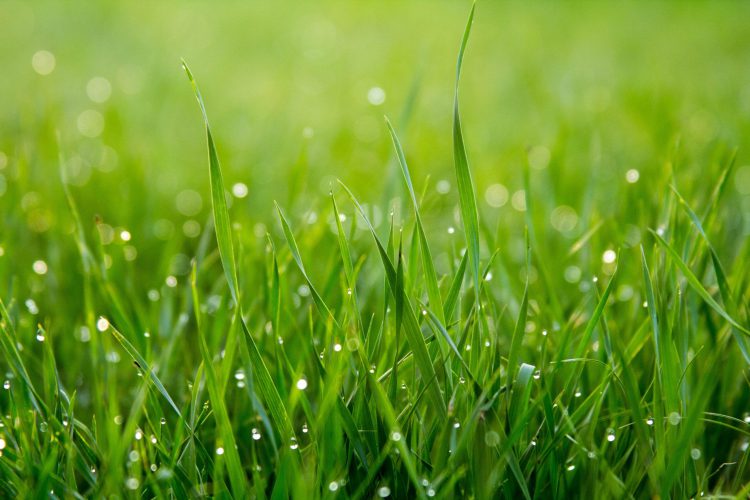 The ultimate lawn: Real Vs Artificial