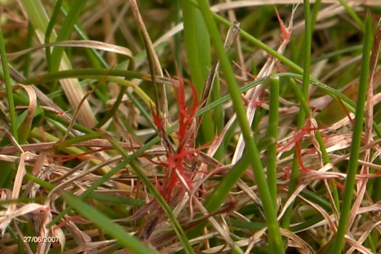 Battling Red Thread: Your Comprehensive Guide to A Healthy Lawn