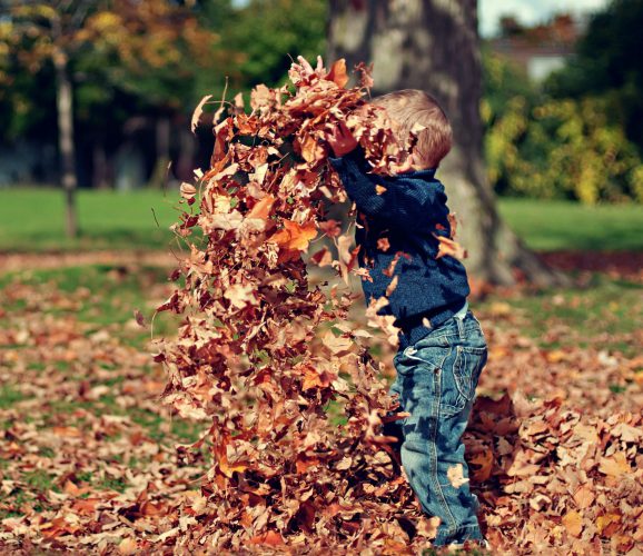 Autumn lawn care: what you need to know