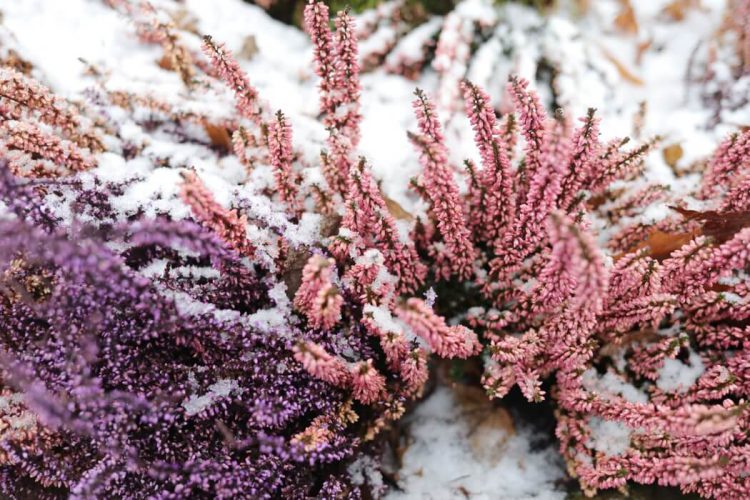 Winter Plants: A Guide To Winter Flowering Plants