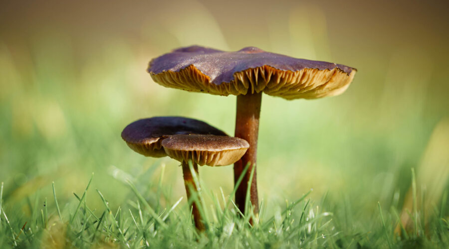 Lawn Mushrooms – why do they appear on lawns and how to get rid of them