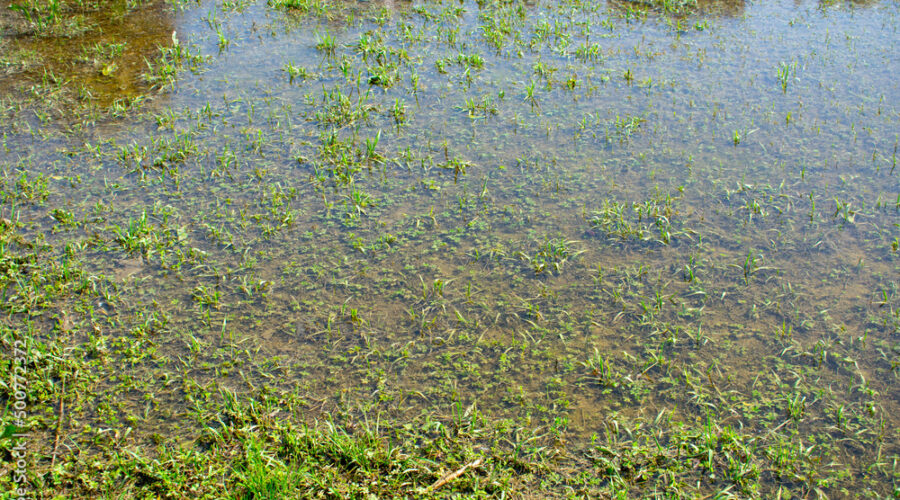 Navigating the Soggy Mess: Preventing and Repairing Waterlogged Lawns