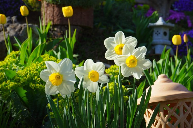 Spring into action to help your garden spring into life!