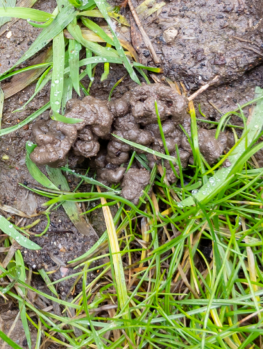 Worm casts on a lawn
