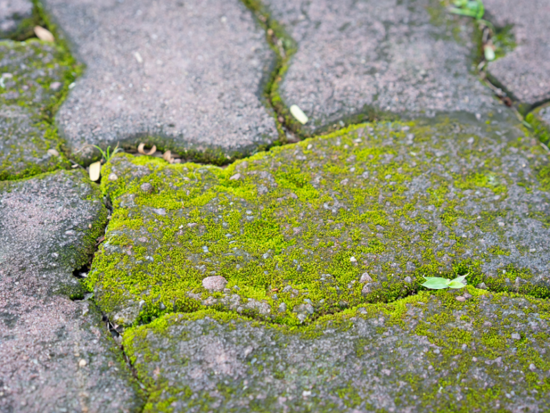Moss and Algae on a patio