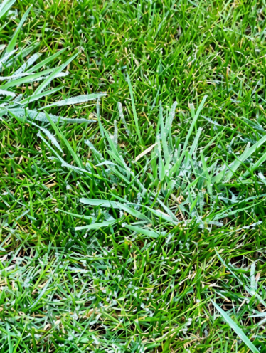 Coarse Grass