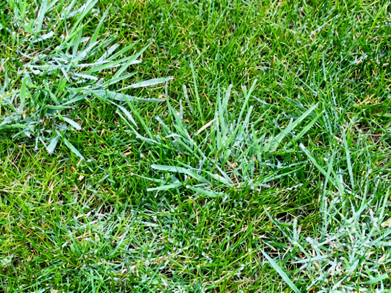 Coarse Grass