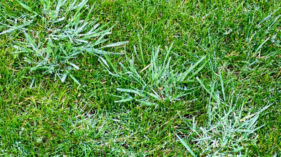 Coarse Grass