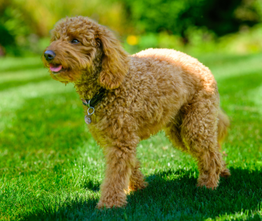 Keeping Your Lawn Healthy With Pets