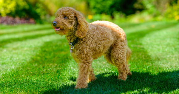 Keeping Your Lawn Healthy With Pets